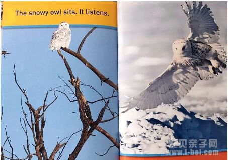 �ּ����National Geographic �������ҵ���Pre-reader-level 3ȫ4��