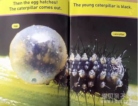 �ּ����National Geographic �������ҵ���Pre-reader-level 3ȫ4��