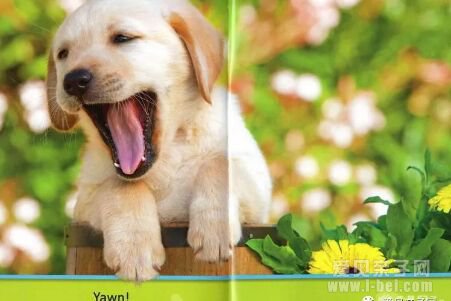 �ּ����National Geographic �������ҵ���Pre-reader-level 3ȫ4��