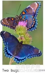 RAZ�ּ����Reading a-z��raz��ϵ��AA-P��