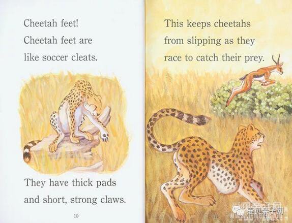  ����Ӣ���������ô�죿�����׹�����Ʒּ����ﶼҪ��